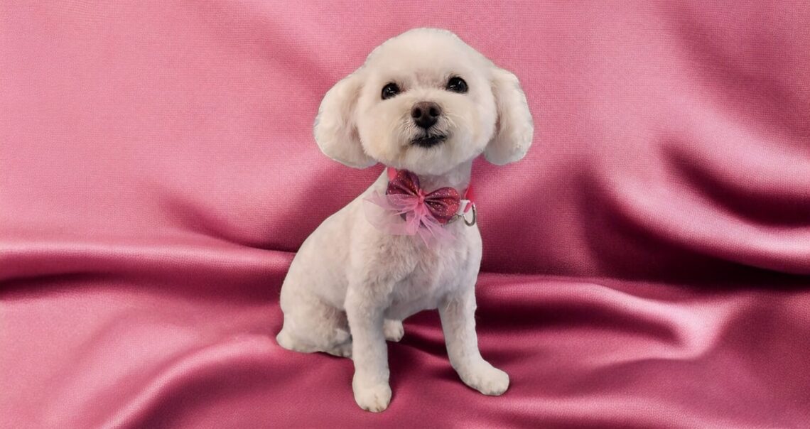 photo of a freshly groomed tiny white fluffy dog with a pink bow at dixie's finest grooming kennesaw